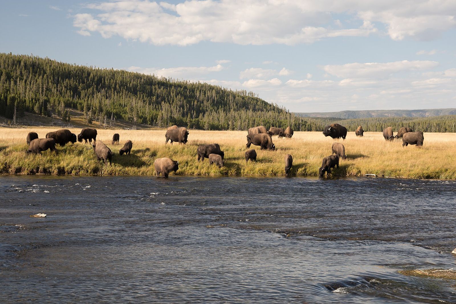 Yellowstone Bison