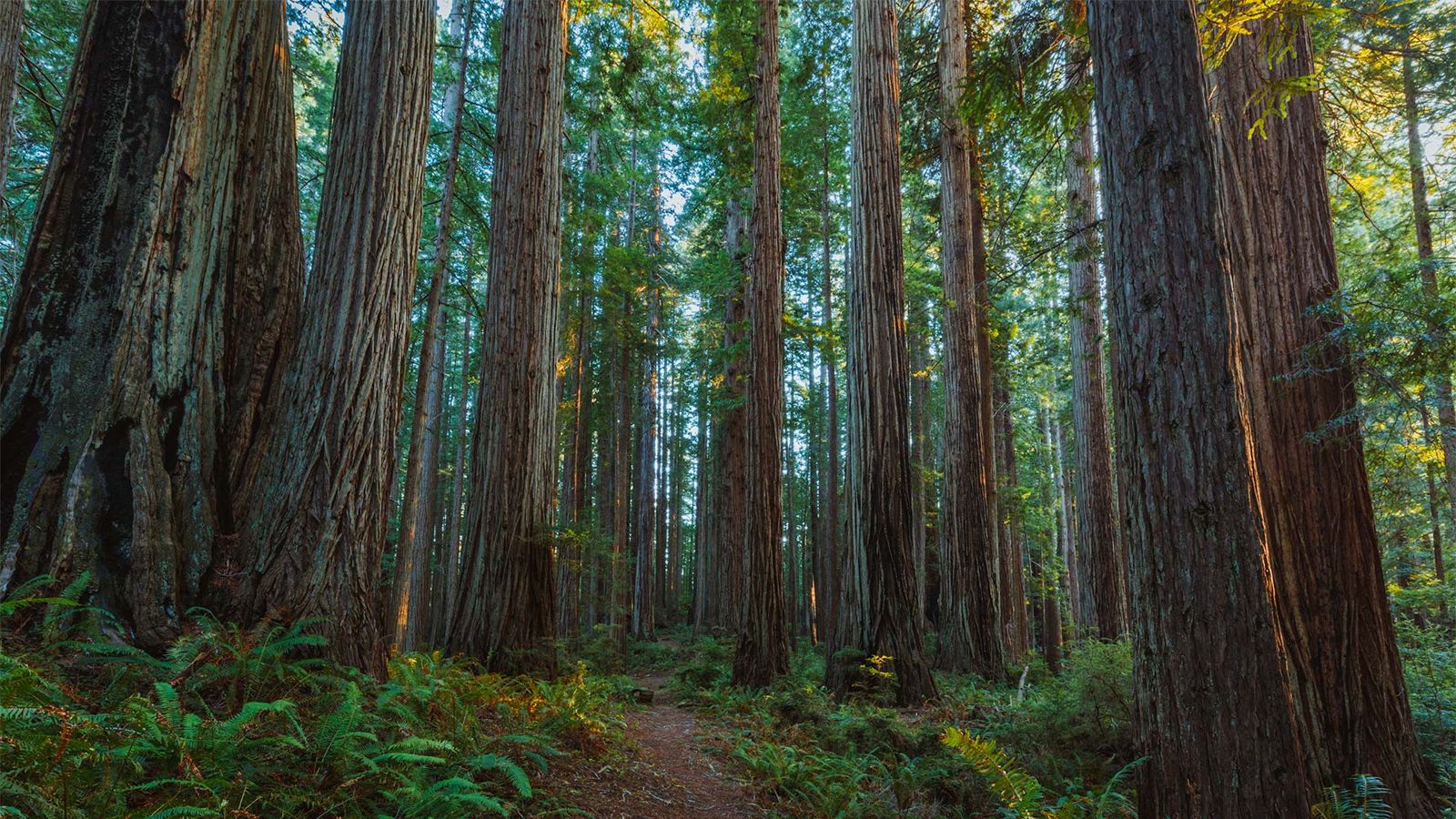 Coast redwoods
